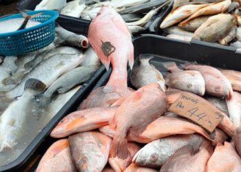 São Tomé and Príncipe Advances Blue Economy with $22 Million AfDB Grant