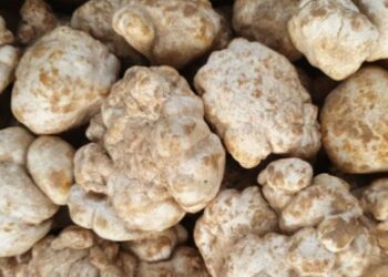 Algeria Cultivates Desert Truffles Year-Round in Sahara Shift