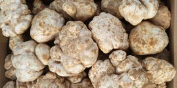 Algeria Cultivates Desert Truffles Year-Round in Sahara Shift