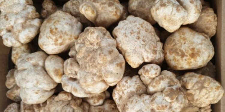 Algeria Cultivates Desert Truffles Year-Round in Sahara Shift
