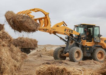 China’s Desertification Fight Offers Global Lessons as UN Conference Opens