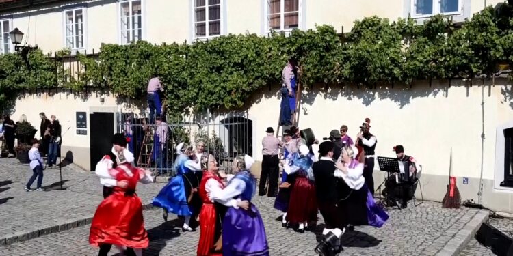 Slovenia Celebrates Another Harvest of the World’s Oldest Producing Grapevine