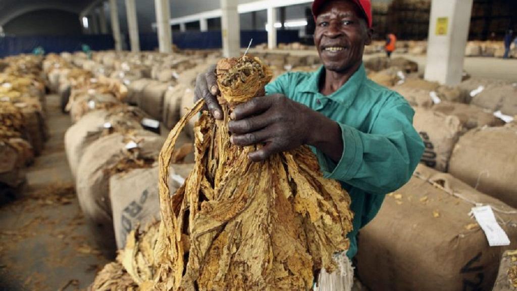 Zimbabwe: farmers start selling tobacco crop following coronavirus delay