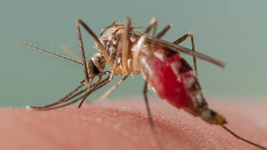 WHO warns malaria deaths could double during virus pandemic
