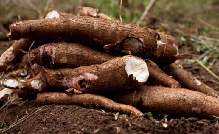 Lusaka: Climate-Smart Cassava Gets New Use in Zambia - Hand Sanitiser