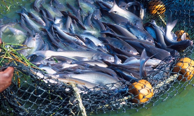 Jordan imports fish from Egypt due to shortage in Aqaba
