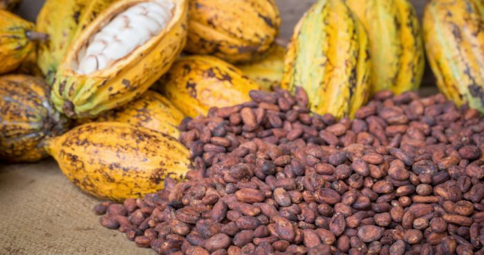 Bad weather hits Ivory Coast cocoa mid-crop