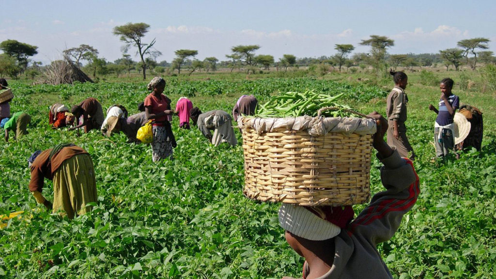 Nigeria: Buhari tasks farmers on massive food production, says“no money for food importation
