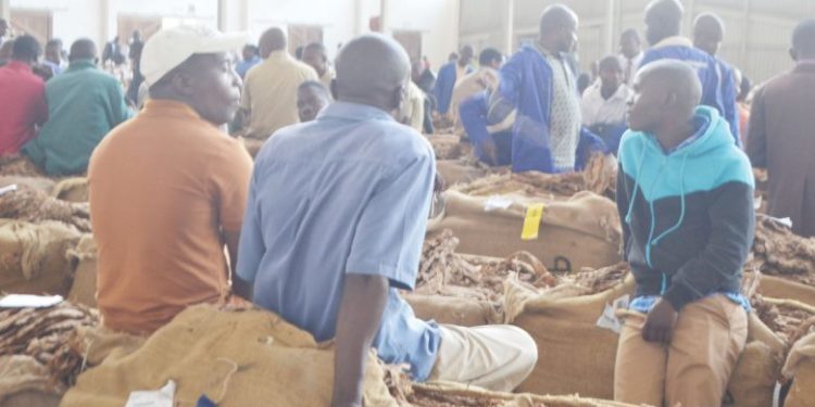 Malawi: Tobacco rakes in $39.4 million