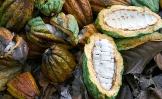 Ivory Coast Rains Bring Relief To Cocoa Farmers 0838
