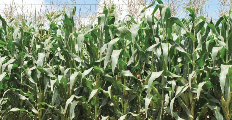 Malawi: Agriculture to grow by 1%