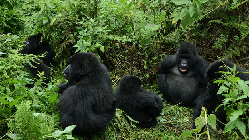Kigali: Rwanda announces promotional prices of gorilla-trekking permits