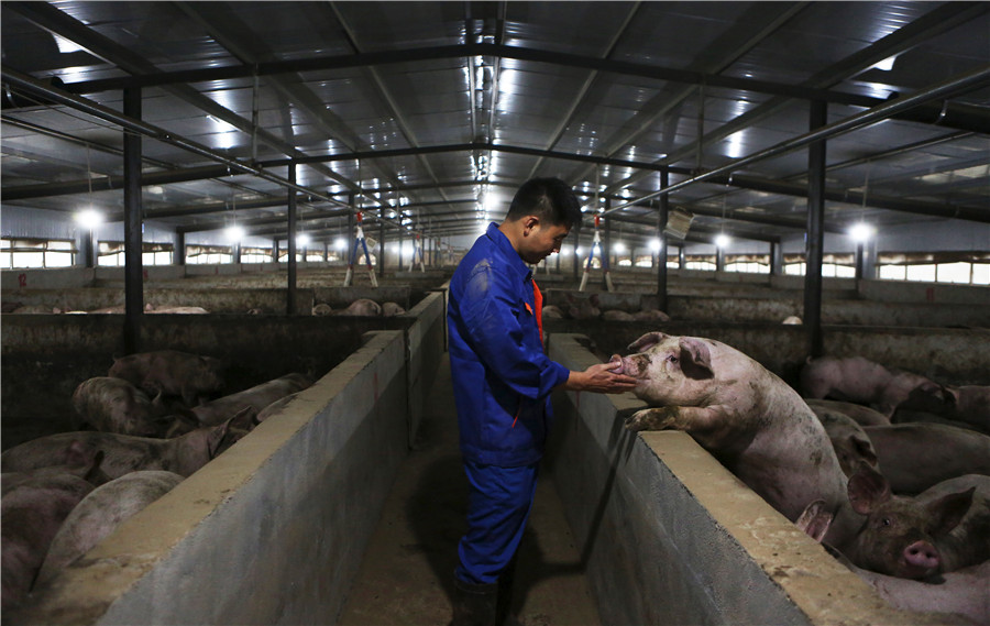 Global efforts sought to curb swine fever in Africa