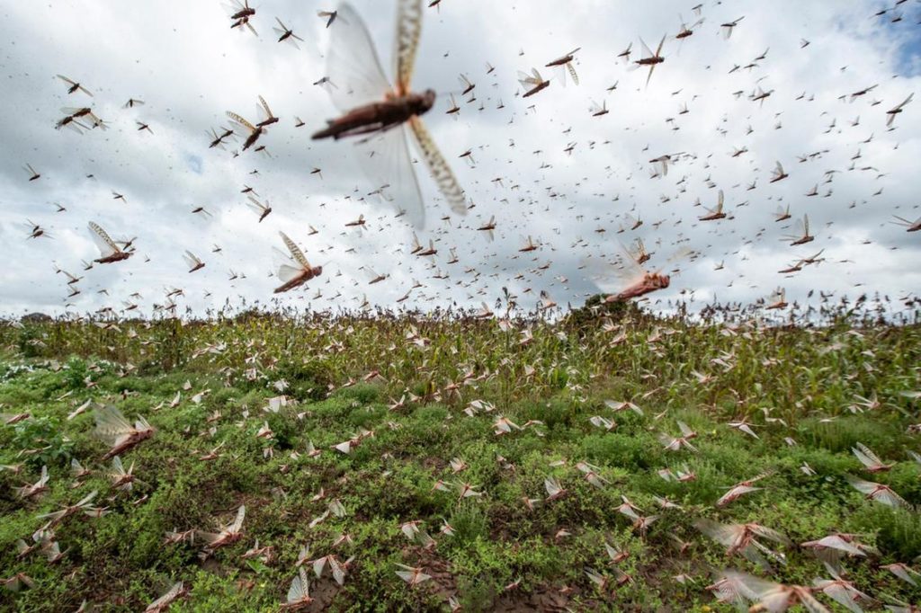 UN's FAO warns more locust swarms forming in East Africa