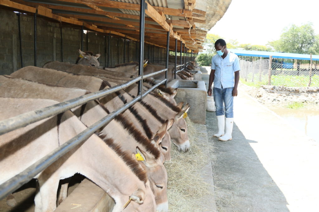 Donkey abattoirs in Kenya hopeful as court lifts ban