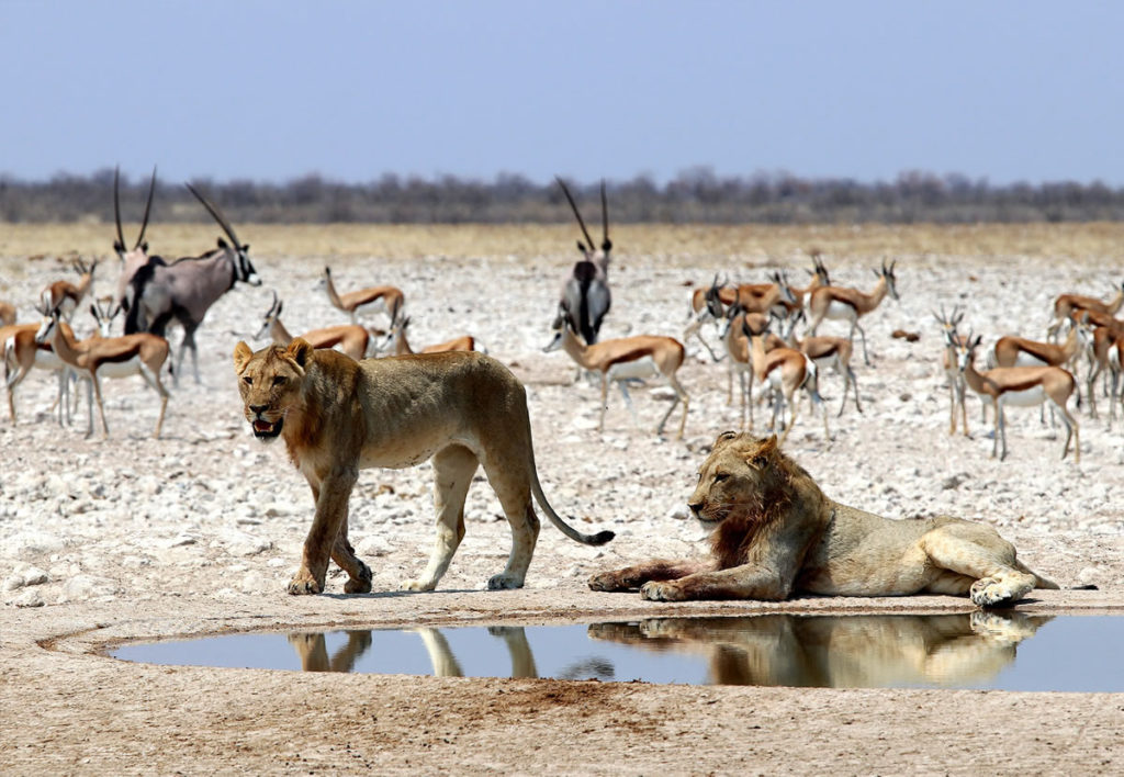 Etosha National Park, The Complete Guide: Namibia