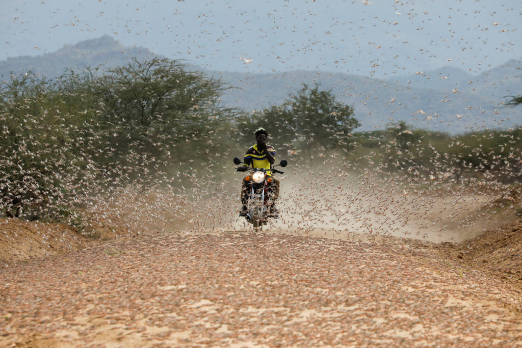 Desert locusts still a threat in east Africa