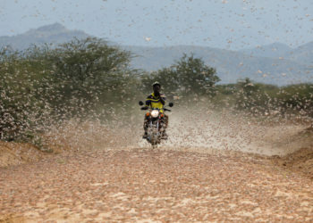 Desert locusts still a threat in east Africa