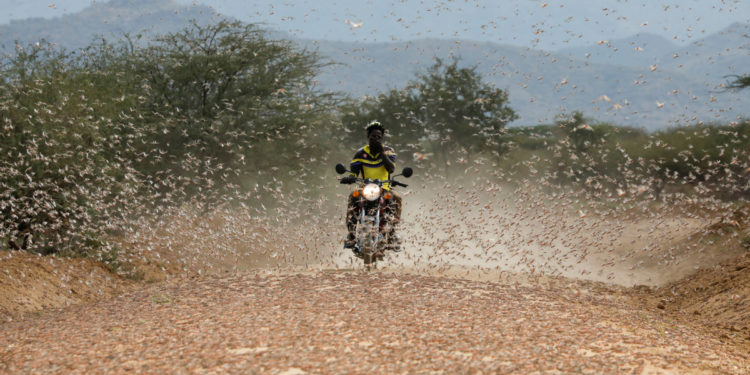 Desert locusts still a threat in east Africa