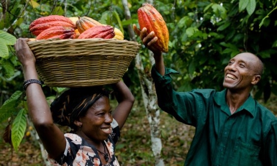 Ghana raises cocoa farmers’ pay by 21% after premium surcharge