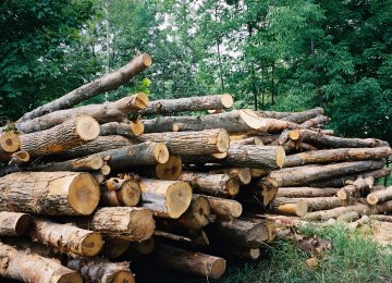 Equatorial Guinea: The Government announces sanctions against illegal timber trafficking’s up to 10 million Fcfa .