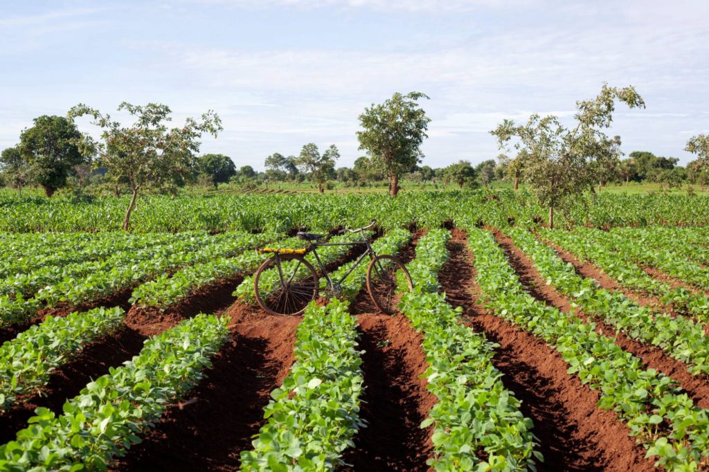 Malawi: Subsidised farm inputs ready from next week