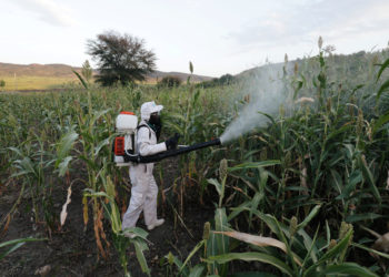 Breeding heightens fears over locusts in E. Africa