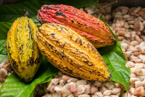 Ghana disputes new report on child labour rising in West Africa cocoa farms