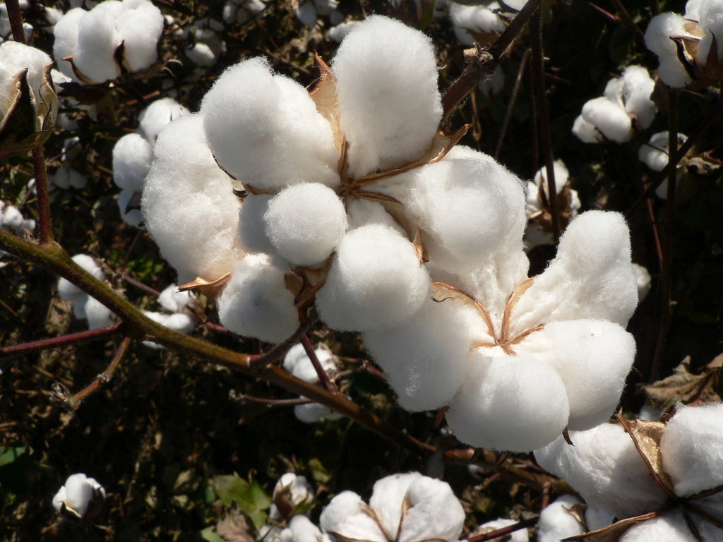 Malawi: Cotton farmers for stable market
