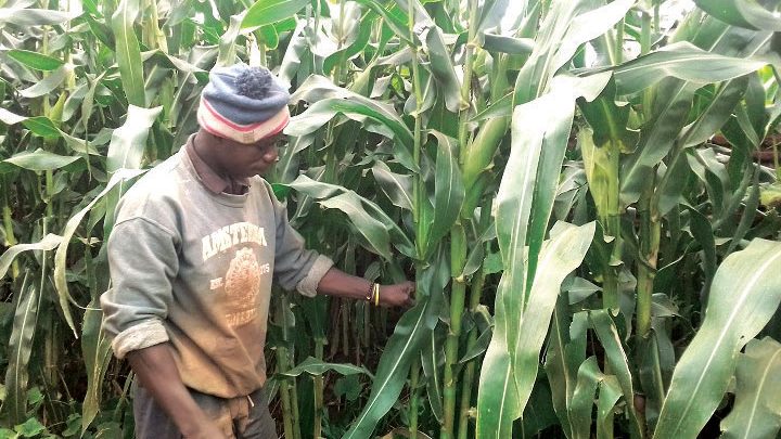 Malawi: Admarc strict on Maize purchase