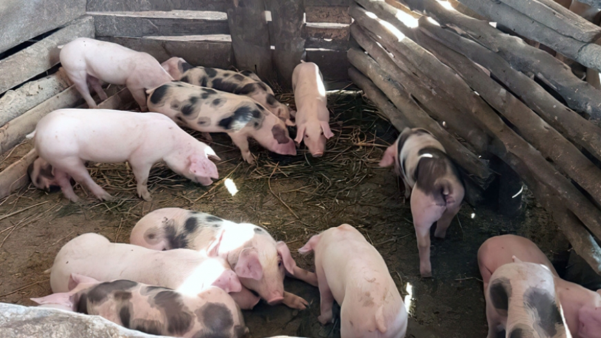 Rwanda: Treatment campaign launched as swine disease kills over 370 pigs