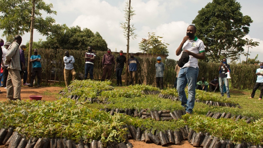 Rwanda: One Acre Fund-TUBURA to distribute 15m trees to farmers