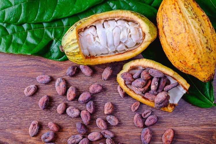 Cocoa farmers in Western North laud COCOBOD's pollination programme