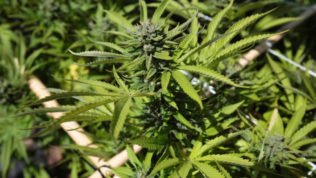 Morocco: Cannabis farmers hopeful of legalisation for medical use