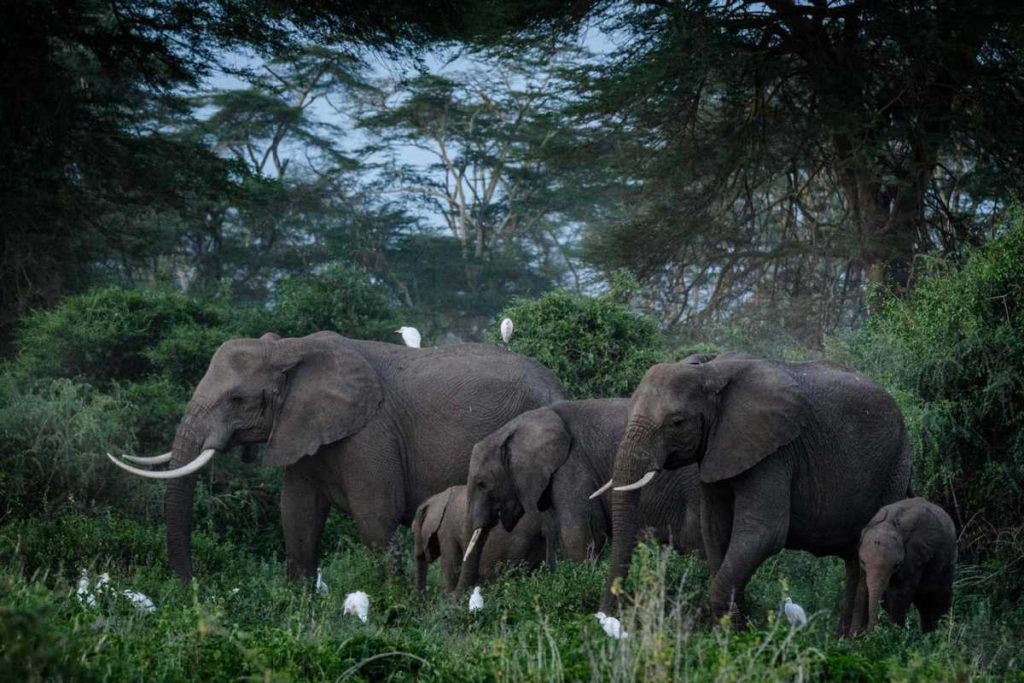 Kenya is distancing itself from a plan by a British animal charity to move 13 elephants from the UK to Kenya.