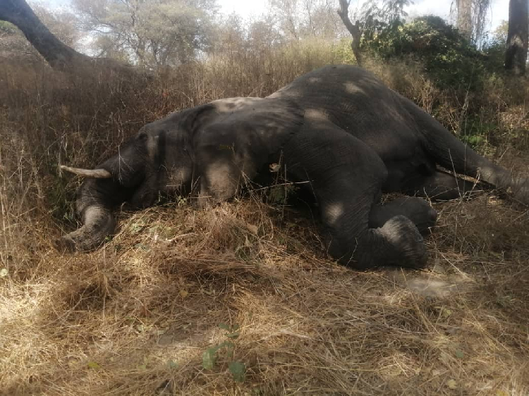Namibia: Elephant killed at Katima Mulilo