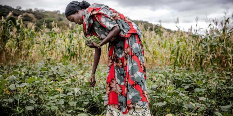 The AGRF 2021 Summit kicked off on Tuesday in Nairobi, Kenya, convening close to 7,000 participants virtually
