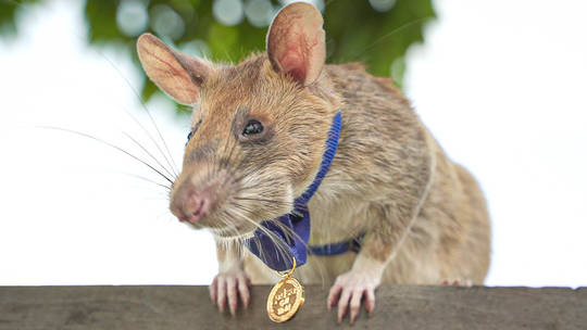 African giant pouched rat, Landmine-sniffing ‘hero rat’ dies