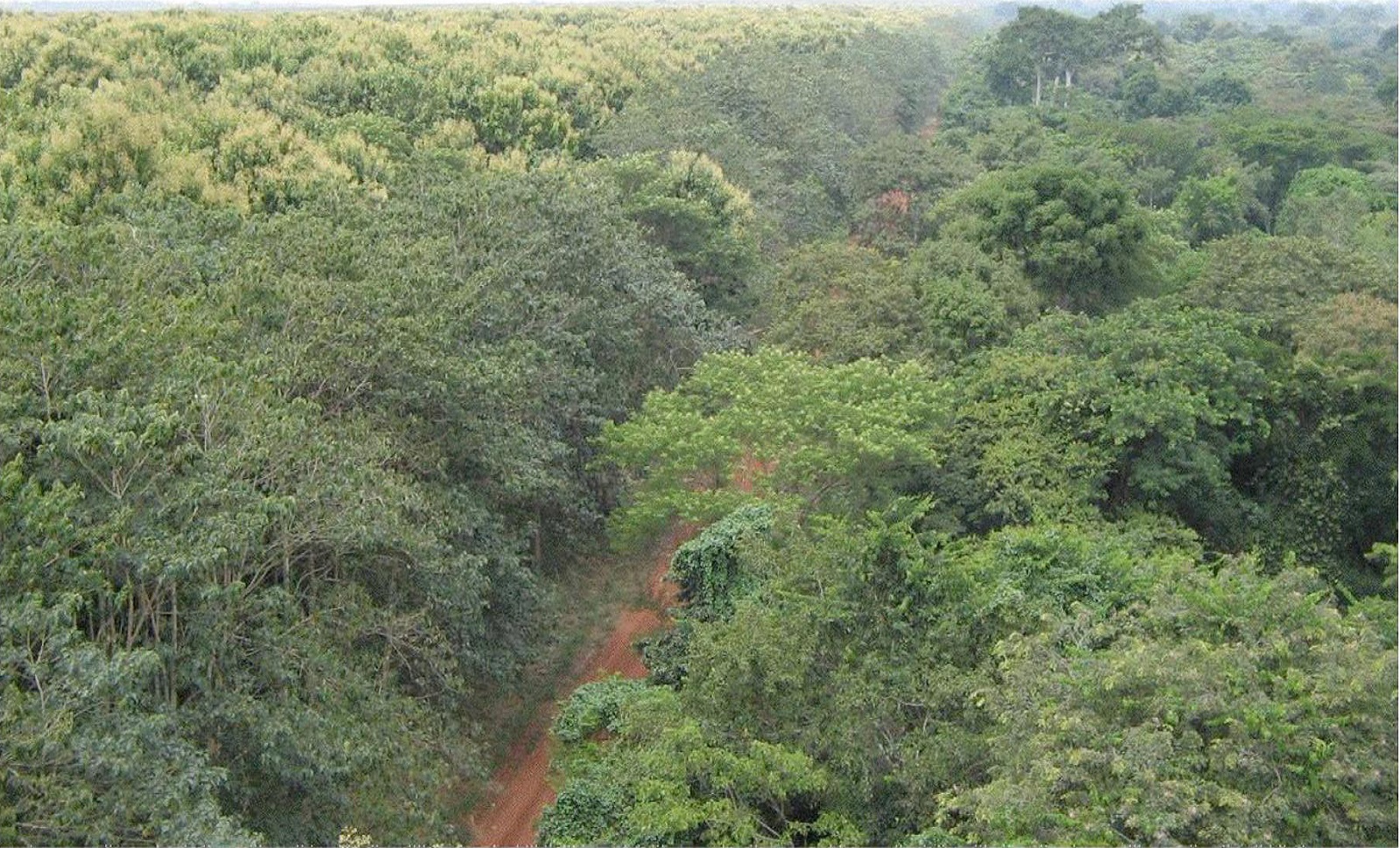 Benin: The Forest Of Parakou Undergoes A Reduction Of Its Perimeter