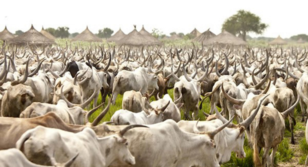Sedentarization Of The Herds: Benin Obtains A Support Of The Board