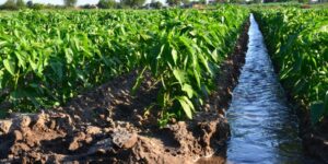 Benin: UN Partners Government to Promote Sustainable Agriculture