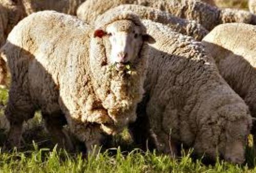 The Curious Case Of The African Merino Sheep Of Africa