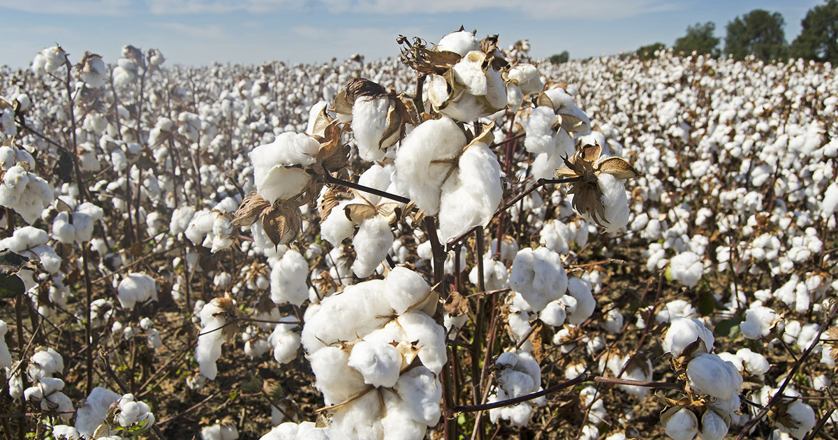 Benin Tops Africa's cotton Production Chart 