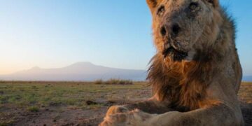 Kenya: Bids Farewell to One of Nairobi’s Oldest Lions