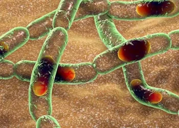 Nigeria Confirms First Case of Anthrax