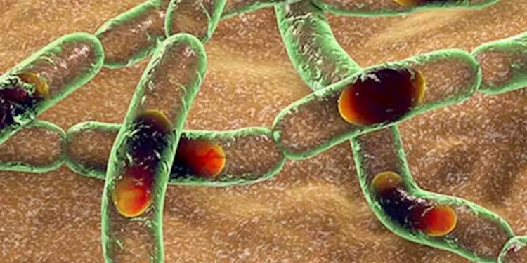 Nigeria Confirms First Case of Anthrax