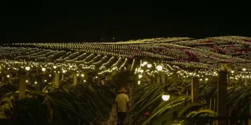 China: Guangxi revolutionizes agriculture by illuminating 10,000 hectares of pitahaya with LED technology