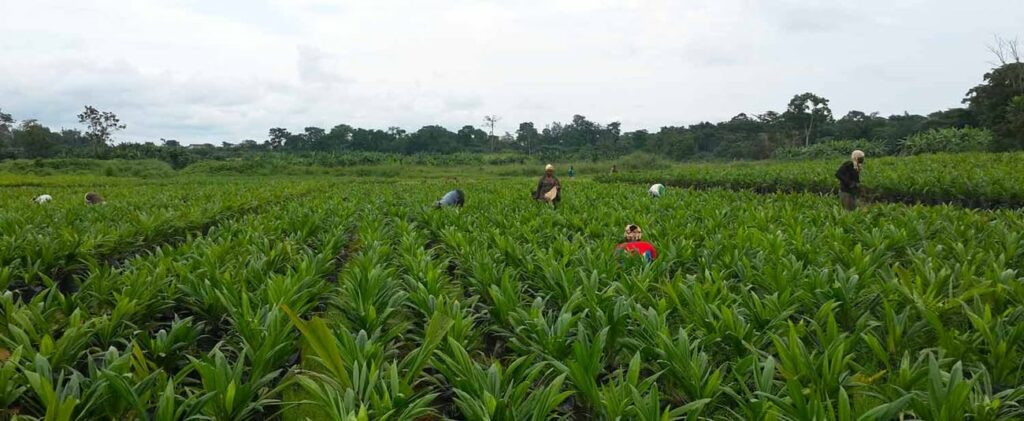 From soil to prosperity: Nigeria cultivates its future